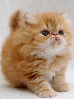 Animal Screensavers 0086